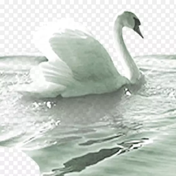 雪尼尼鸭鹅谷歌图片-天鹅游水