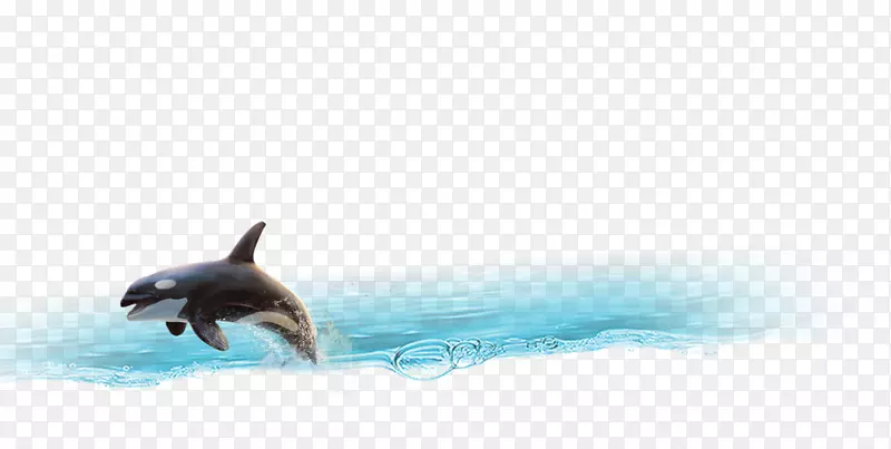 海豚尾壁纸-海豚