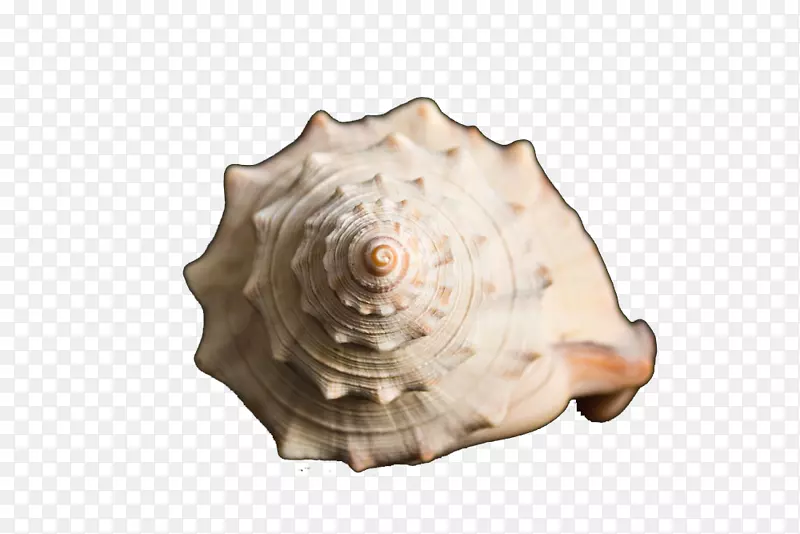 海螺扇贝-扇贝、海螺