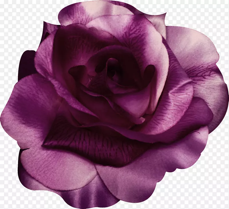 花园玫瑰、蜈蚣玫瑰、海滩玫瑰、紫罗兰、紫玫瑰