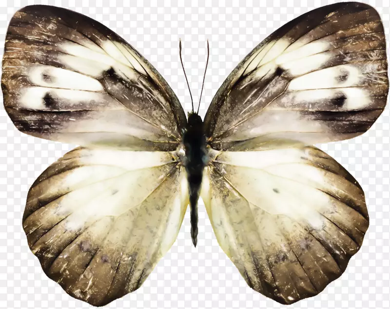 油菜花蝶，绿色脉，白色马德兰大型白色昆虫-蝴蝶昆虫