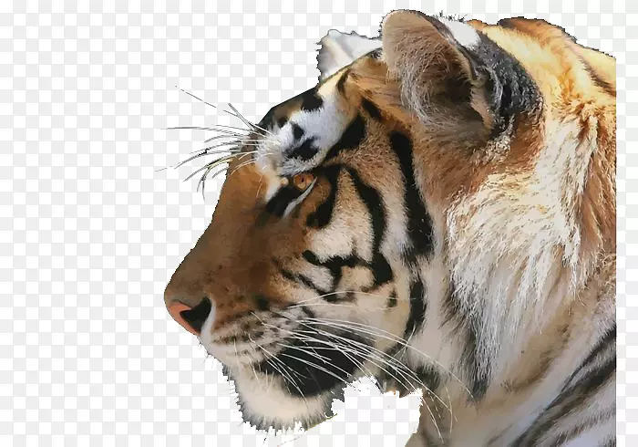 白虎狮子西伯利亚虎猫金虎