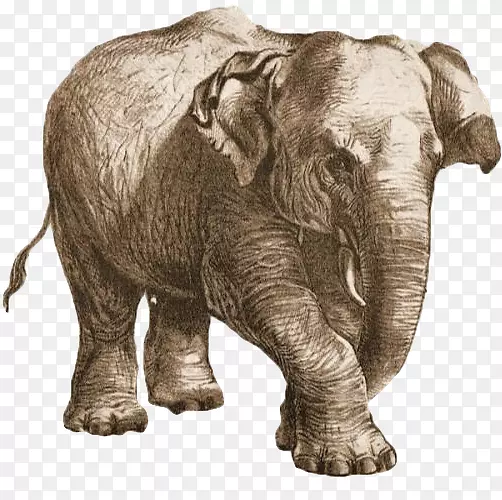 非洲象纸生日插图-绘画大象