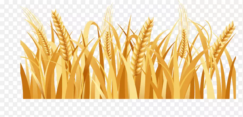 水稻大麦耕地-黄金小麦