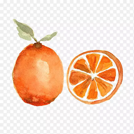 水彩画橙色水果静物橙