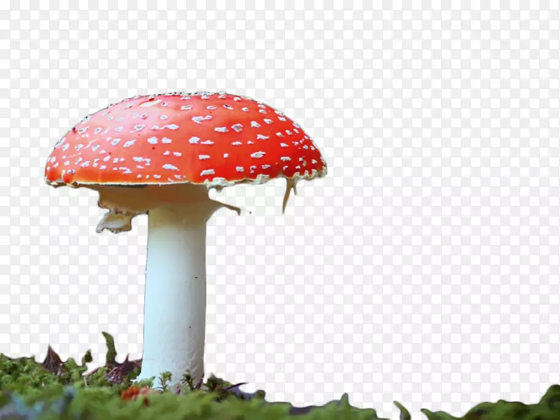 食用菌红色剪贴画-红蘑菇