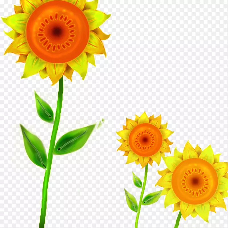 普通向日葵下载Transvaal菊花切花-向日葵
