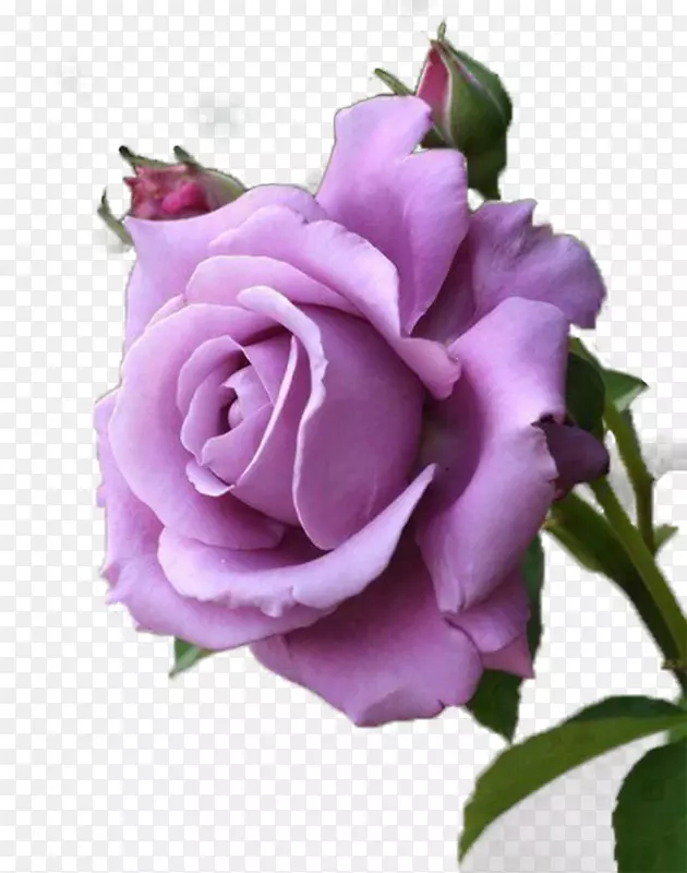 玫瑰紫色薰衣草花红紫玫瑰