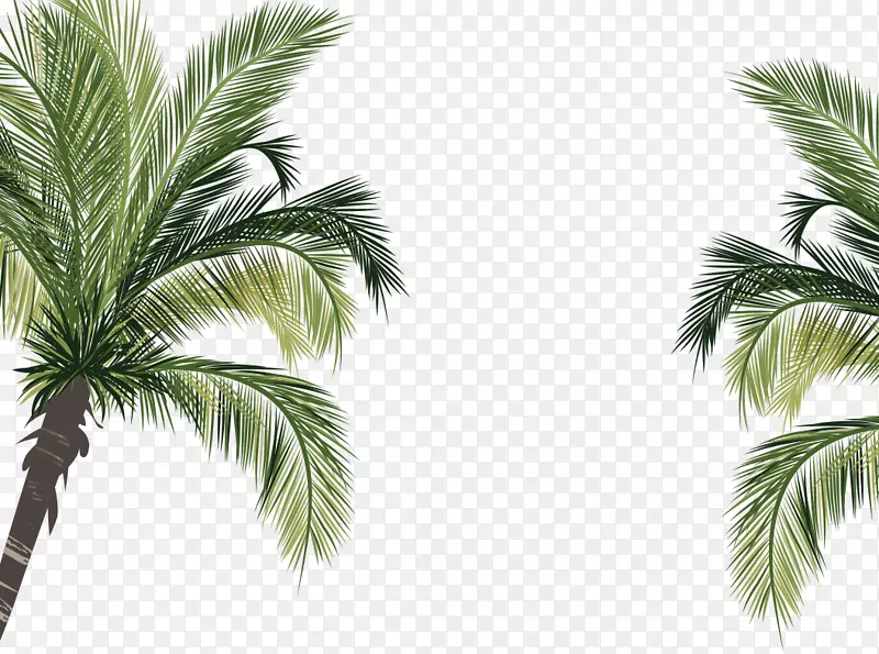 椰子树科-绿色底棕榈植物