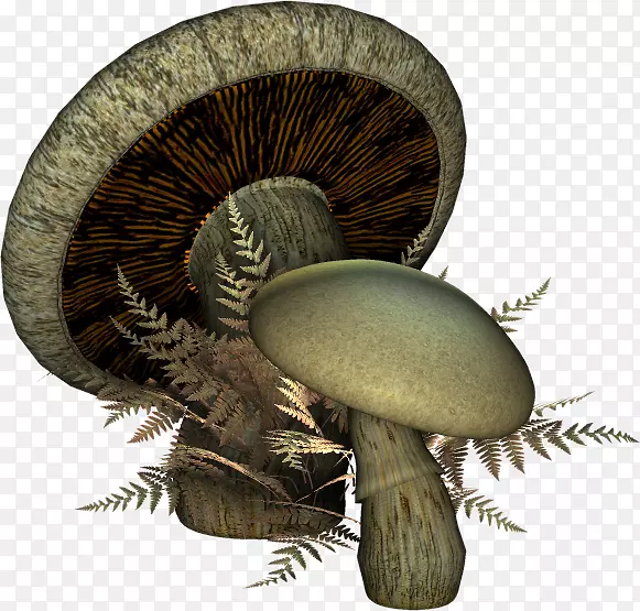 火锅蘑菇三维计算机图形图标-蘑菇立体图