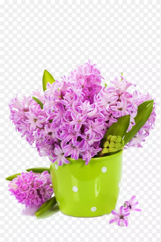 郁金香花紫丁香风信子墙纸-美丽的紫色风信子