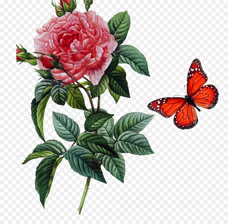 蔷薇金丝雀玫瑰花玫瑰植物学插图玫瑰蝴蝶