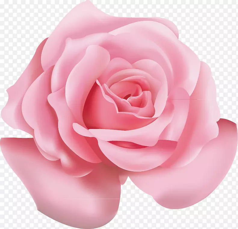 海滩玫瑰粉红色花朵图标-粉红色玫瑰