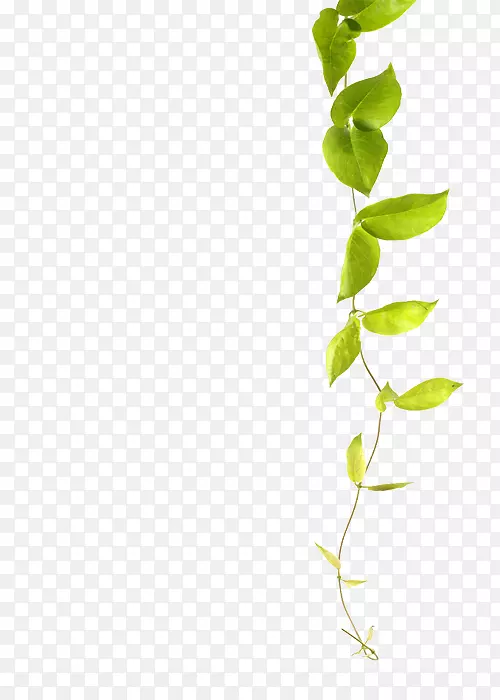 绿色藤本植物常春藤-绿叶藤本植物