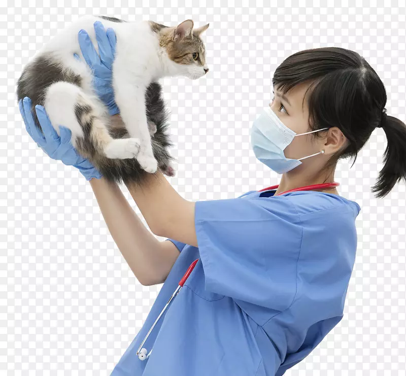 猫狗兽医宠物小猫兽医