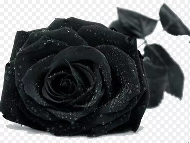 黑色玫瑰落地墙纸-黑色玫瑰