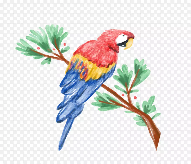 亚马逊鹦鹉水彩画插图水彩画鹦鹉