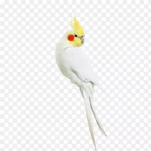 亚马逊鹦鹉白鹦鹉