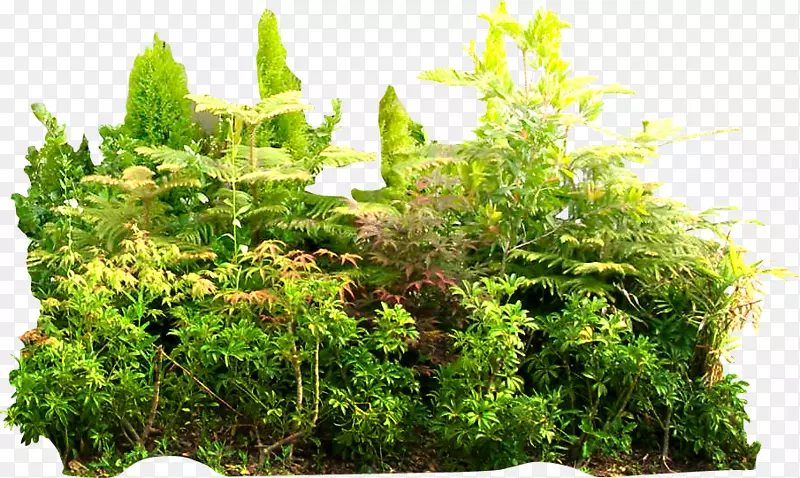 热带雨林热带丛林植被-热带丛林绿色夏季