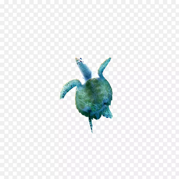 海土坯插图-海龟