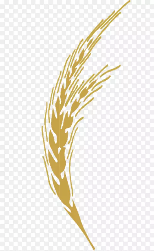 Adobe插画-金色小麦