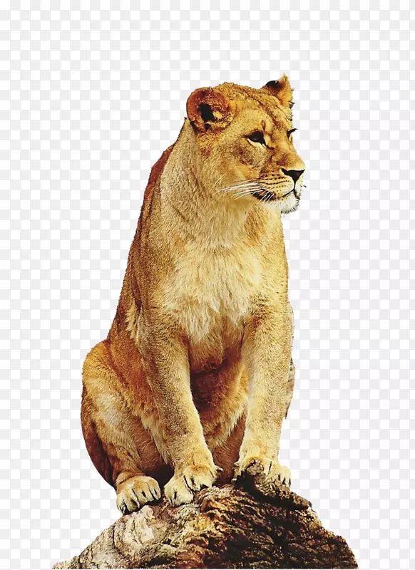 东非狮豹虎狮长颈鹿-狮子