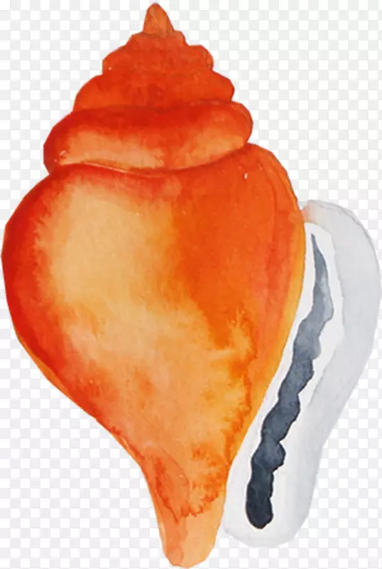 海螺图标-彩绘海螺