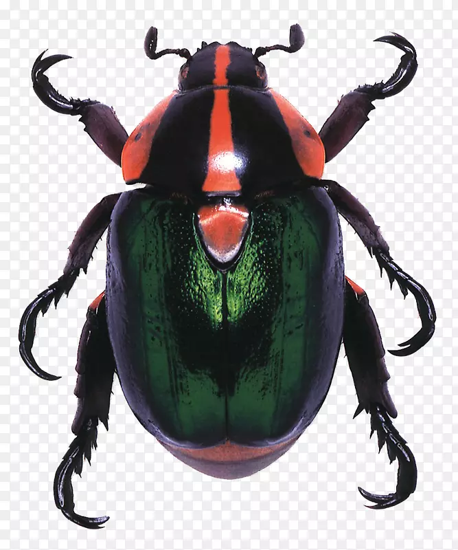 活宝石：甲虫的自然设计