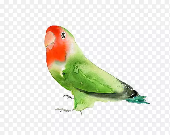 鹦鹉水彩画-绿鹦鹉