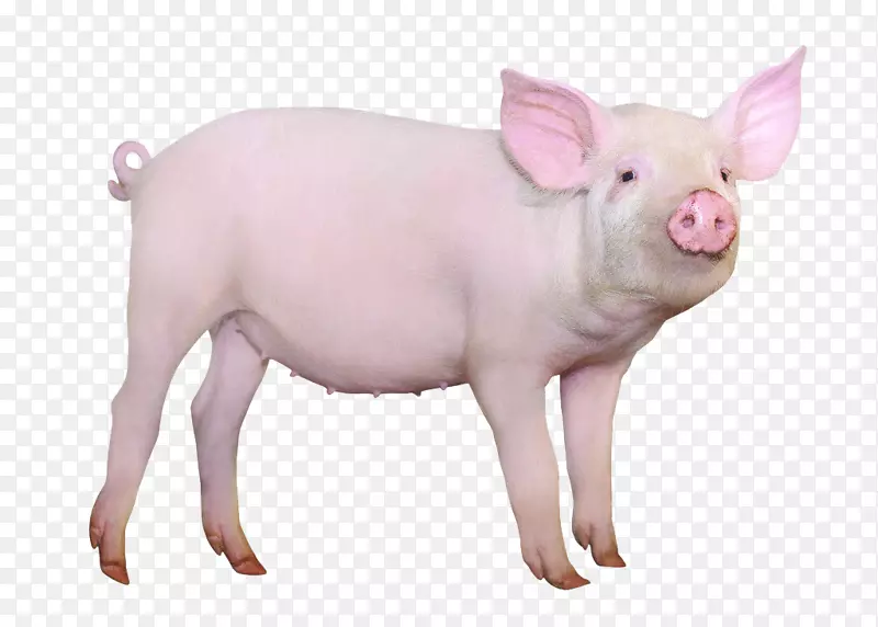 汉普郡猪
