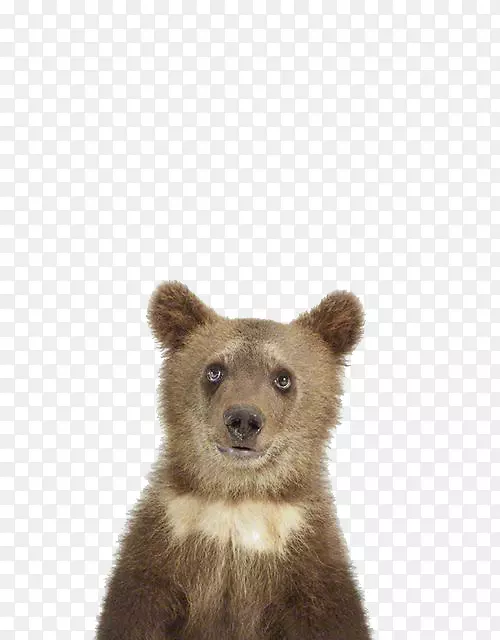 动物印刷购物儿童摄影婴儿棕熊