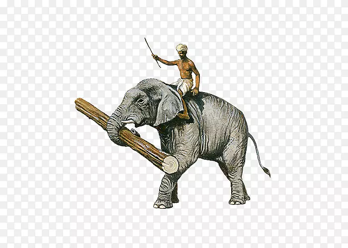 印度象非洲象插图手绘印度象
