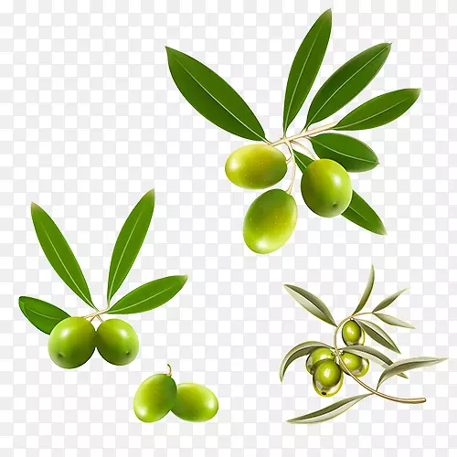 地中海菜橄榄叶橄榄油-橄榄水果