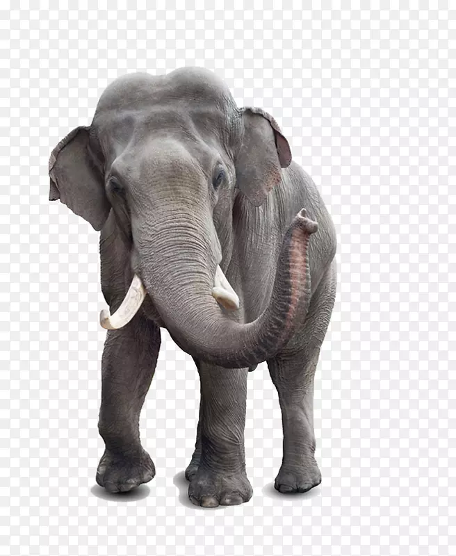 非洲灌木象印度象股摄影白象-动物象