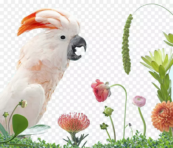 一本不完整的鸟类词典：鹦鹉、秋葵科、白鹦鹉