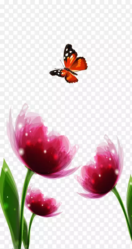 蝴蝶若虫科郁金香花-郁金香引用蝴蝶图片材料
