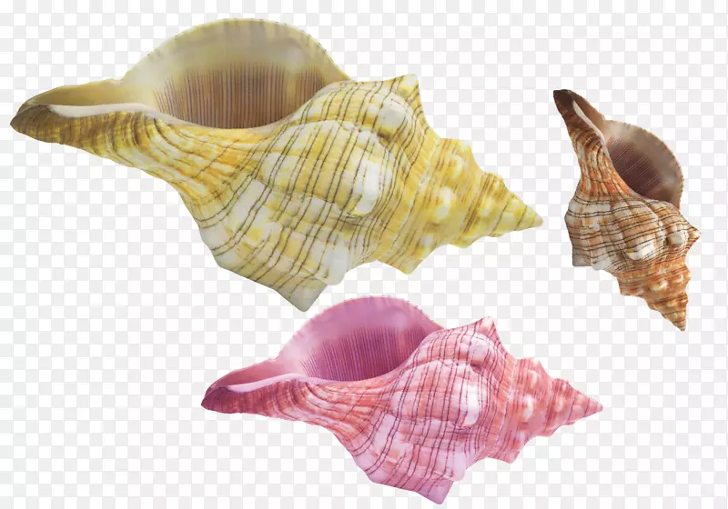 海螺.彩色海螺壳材料