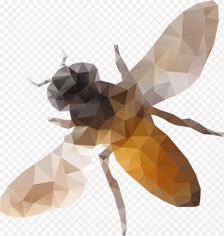 西方蜜蜂低聚夹艺术几何装饰昆虫