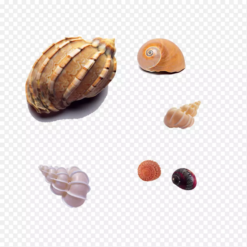 海螺壳贝类-海滩海螺