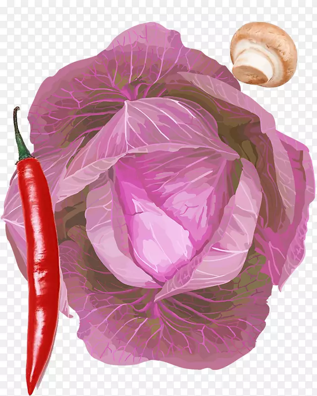 贝尔胡椒蔬菜蘑菇紫色卷心菜辣椒蘑菇物理材料