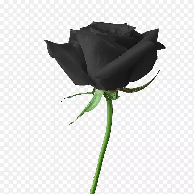 彩虹玫瑰花黑色玫瑰墙纸-黑色玫瑰