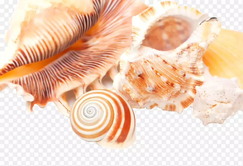 海螺高清晰度电视贝壳
