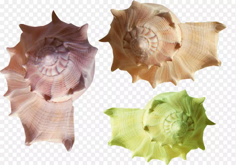 贝壳海螺夹艺术-可爱的颜色海螺材料