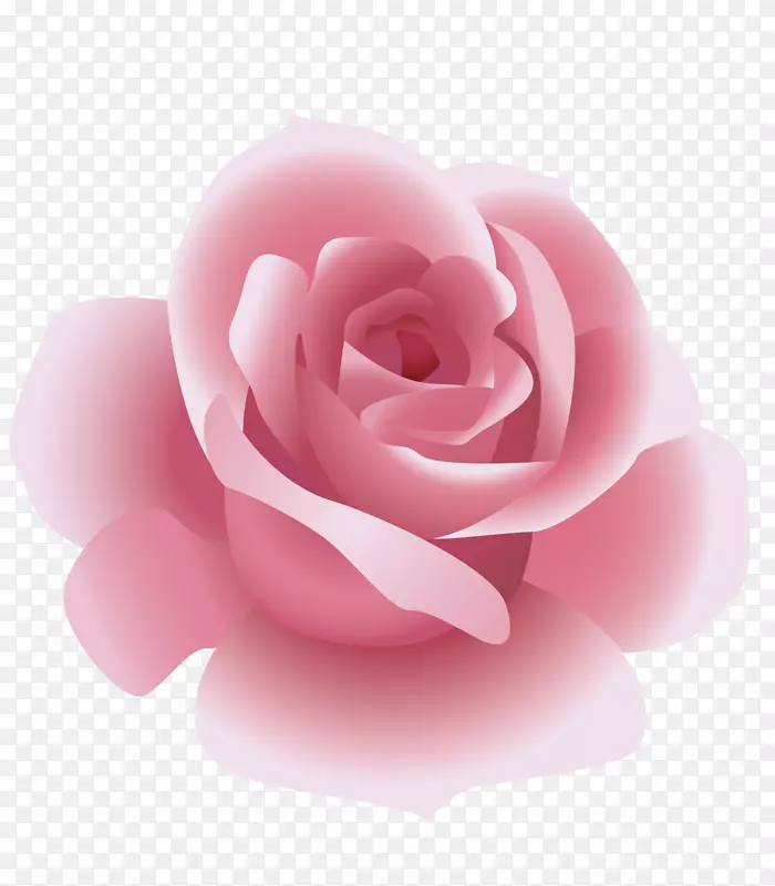 玫瑰-粉红色玫瑰