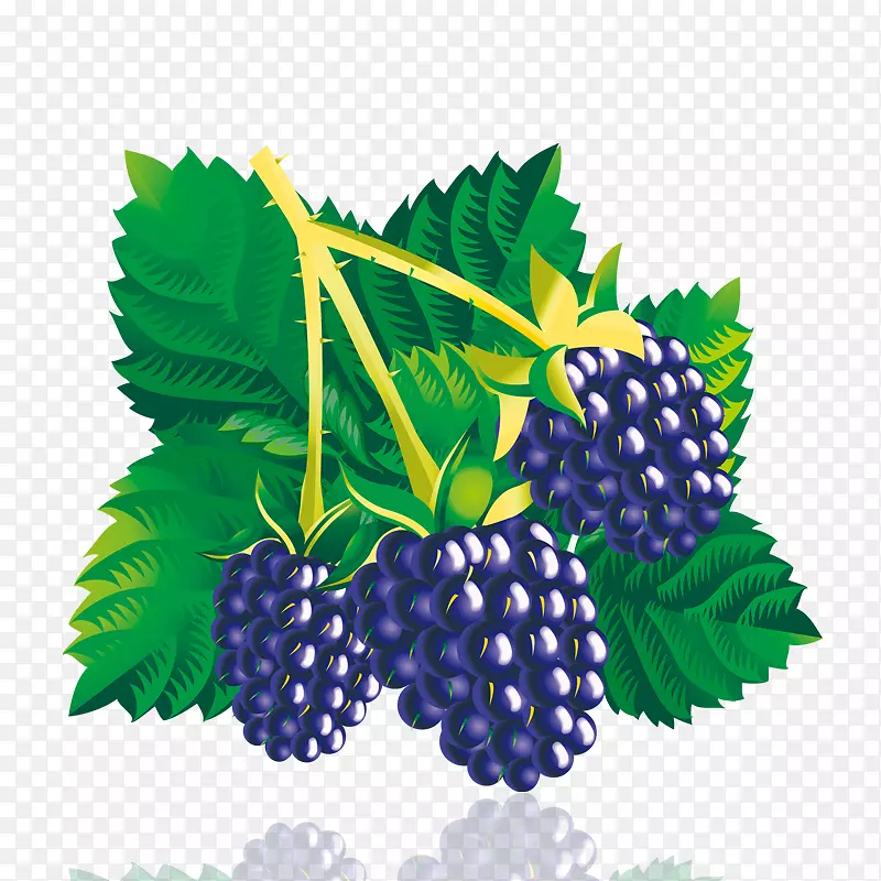 桑树葡萄