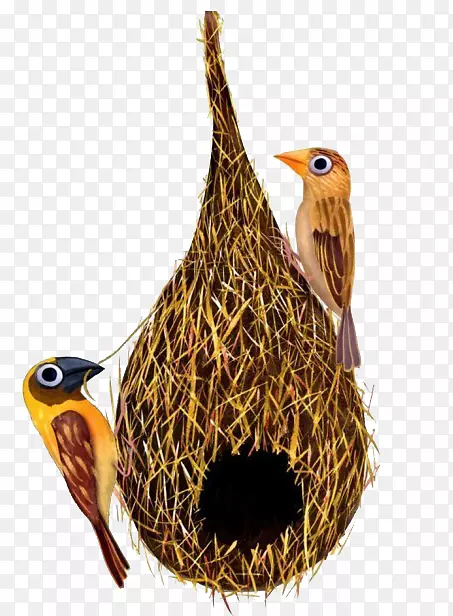 食用鸟巢燕窝-在小鸟巢