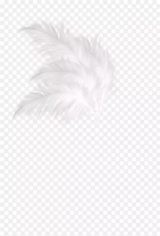 白色纺织羽毛图案.绿色新鲜羽毛装饰图案