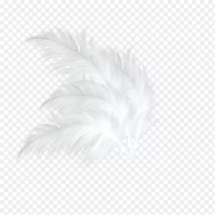 白色羽毛黑色图案-绿色新鲜羽毛装饰图案