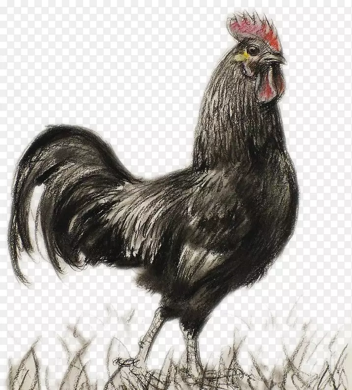 鸡画水墨画画手绘黑鸡