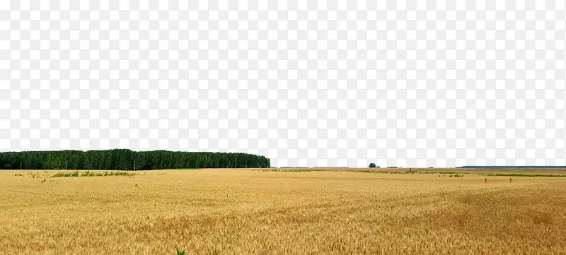 农作物收获草原平原黄麦田